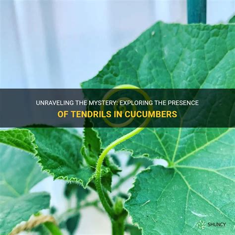 Unraveling The Mystery Exploring The Presence Of Tendrils In Cucumbers