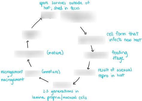 Apicomplexa life cycle stages Diagram | Quizlet