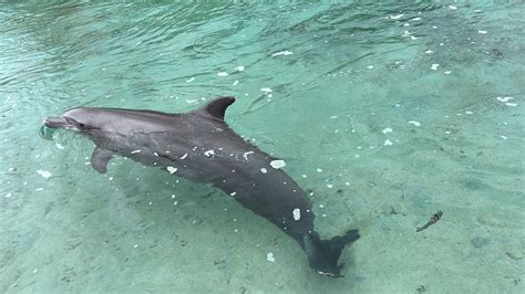 Moorea French Polynesia Animals French Polynesia Polynesia