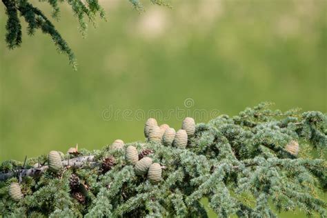 Árvore Do Cedro Himalaia Ou De Cedro Deodar Os Cones Fêmeas E