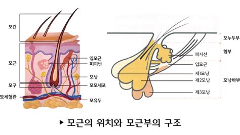 모발의 구조와 특징① 모근의 구조 네이버 블로그