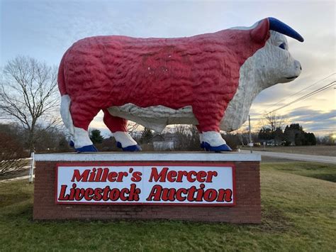 Home [www.millersmercerlivestock.com]