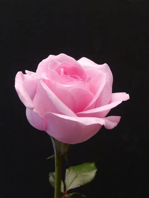 Pink Rose Black Background