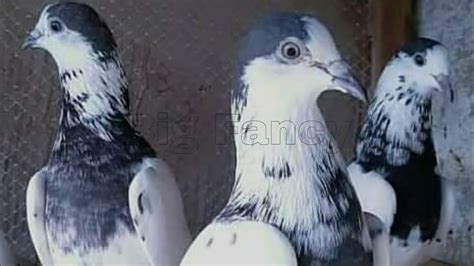 Top 10 Most Popular High Flying Pigeon Collection Amazing Exotic High