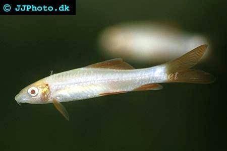 Information on raising Labeo frenatus (Epalzeorhynchus frenatus)