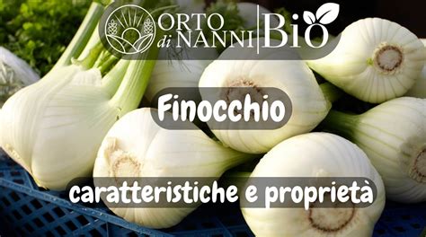 Finocchio Proprietà Caratteristiche Usi In Cucina Orto Di Nanni