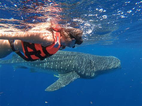 Swimming With Whale Sharks In Mexico They Re Huge Touristsecrets