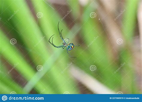 Orchard Orbweaver Spider Stock Image Image Of Arachnid 227300919