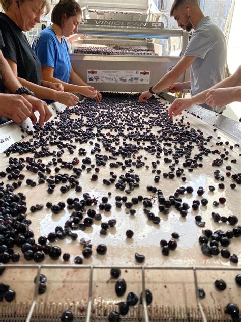 Vendanges Les Vignerons Du Pays D Ens Rune