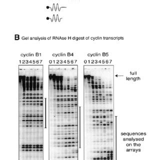 Identification of accessible regions on the cyclin transcripts with ... 