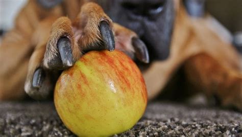 Can Dogs Eat Apples? What Fruits Can Dogs Eat? - DogTime