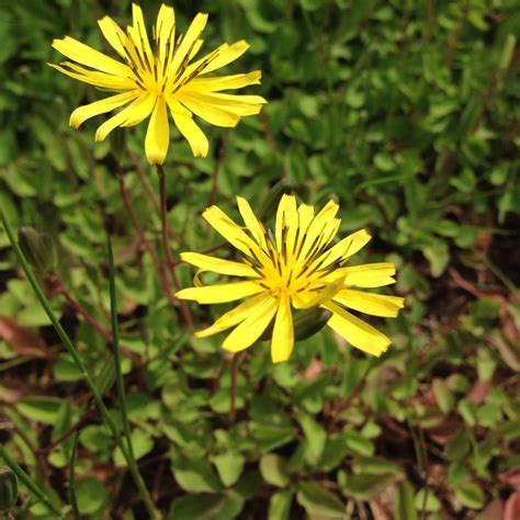 Mystery Plant Identification - Ecological Landscape Alliance