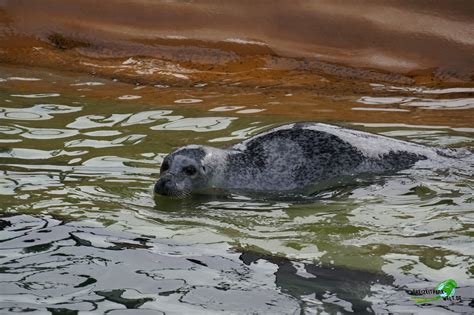 Seehunde Aquarium Wilhelmshaven Freizeitpark Welt De