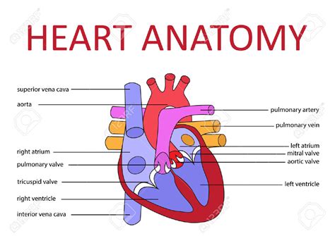 label  heart diagram