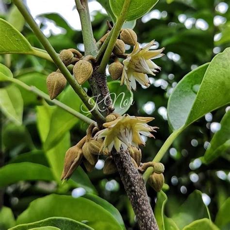 Pokok Bunga Tanjung Pokok Jenis Besar Dengan Bunga Wangi Lazada