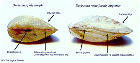 Nonindigenous Aquatic Species