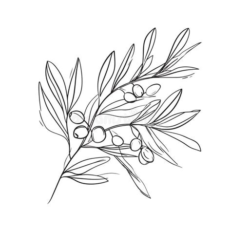 Olive Branch With Olives Simple Line Art Drawing Stock Illustration