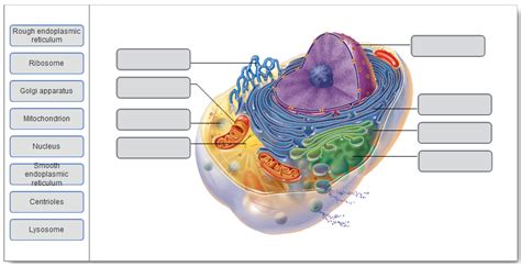 Cells Diagram Quizlet