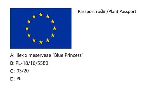 Ostrokrzew Meservy BLUE PRINCESS Internetowy Sklep Ogrodniczy