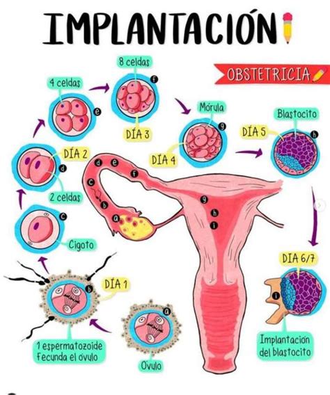 SALUD MATERNA UDocz