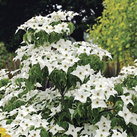 Milky Way Kousa Dogwood Cornus Kousa Ssp Chinensis Milky Way 33