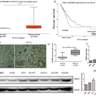 Hoxb Is Highly Expressed In Clinical Nsclc Specimens And Nsclc Cell