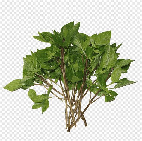 Basil Herb Graphy Thai Basil Leaf Vegetable Leaf Png Pngegg