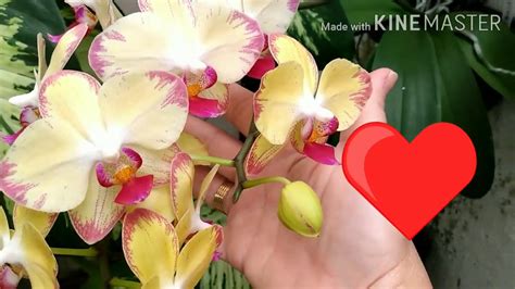 Esplos O Nas Minhas Phalaenopsis Youtube