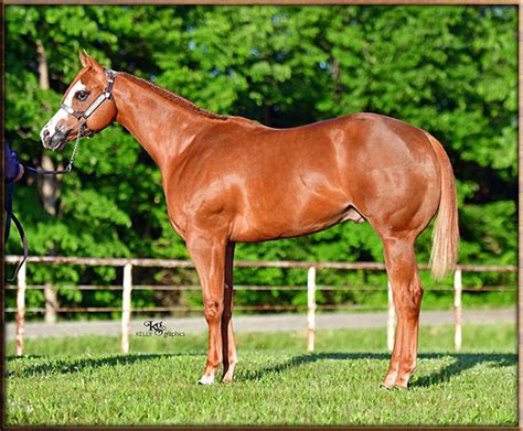 Jensen Quarter Horses Sale Horses