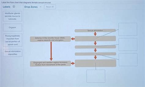 Solved Label The Flow Chart That Diagrams Female Sexual