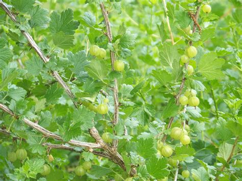 Hickery Holler Farm Gooseberry Time