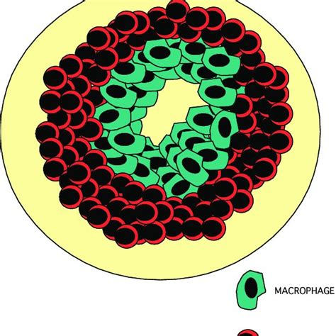 Pdf Caseous Lymphadenitis In Sheep And Goats