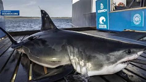 Shark pings near New Hampshire beach; researcher not alarmed