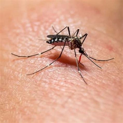 Se intensifica el histórico brote de dengue en la Argentina confirman