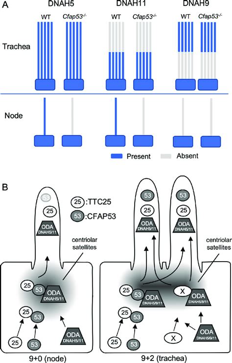 Differential Role Of CFAP53 In 9 0 And 9 2 Motile Cilia A Schematic