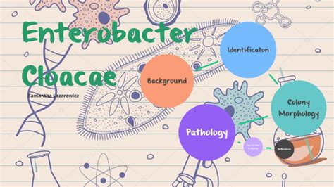 Enterobacter Cloacae by Samantha Lazarowicz