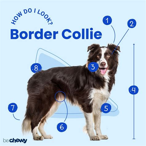 Border Collie Breed Characteristics Care And Photos Bechewy