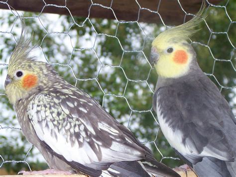 Talking 'Bout Birds: Cockatiels-The perfect pet parrot