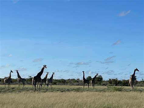 Kalahari Safari Life | Explore the Wilderness | KalahariSafaris