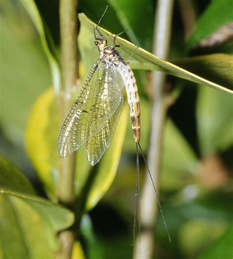 Ephemeroptera Caracter Sticas Y Clasificaci N De Las Ef Meras