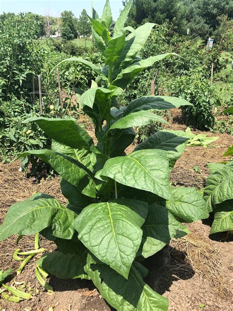 Havana-608 Tobacco Seeds nicotiana Tabacum - Etsy