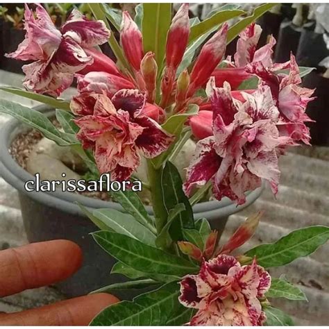 Jual PROMO Tanaman Hias Adenium Bunga Tumpuk Id Olive Tanaman Hias