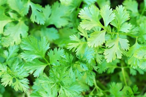 Cilantro And Coriander All You Need To Know