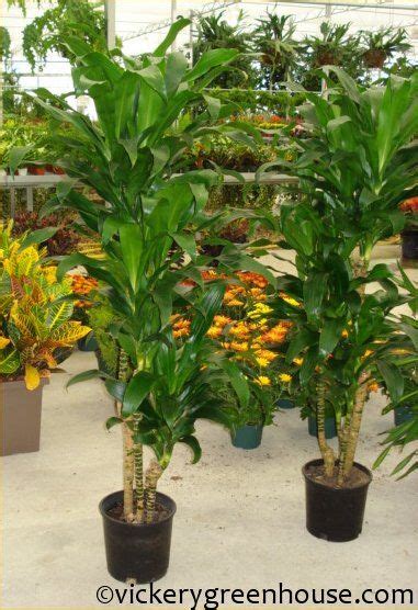 Michiko Michiko Cutback Cane Vickery Wholesale Greenhouse