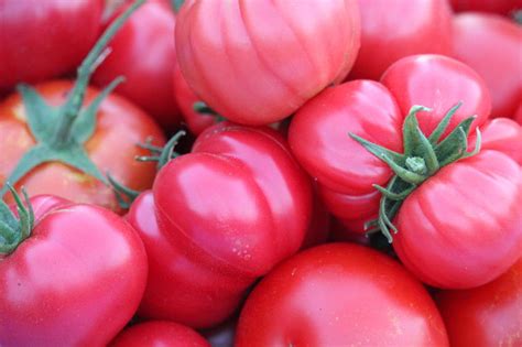 Розови домати "Pink Magic" - Розова магия| Vega Fruits - произвдоство ...