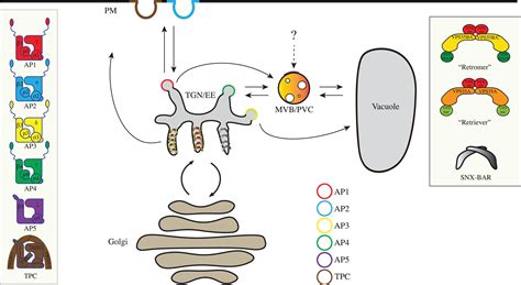 Frontiers An Update On Coat Protein Complexes For Vesicle Formation