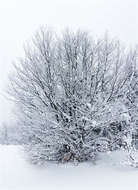 Spruce Tree Forest Covered By Snow In Winter Landscape Stock Image