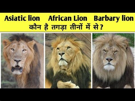 Asiatic Lion African Lion And Barbary Lion Who Is Best Ll