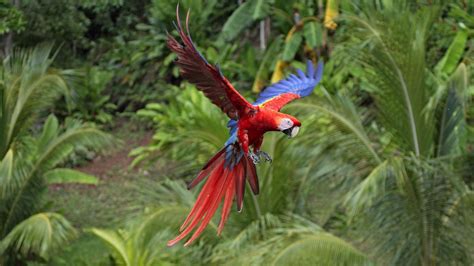Download Macaw Hd 8k 2021 Wallpaper
