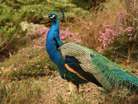 Congo Peafowl: Is This Animal Endangered?